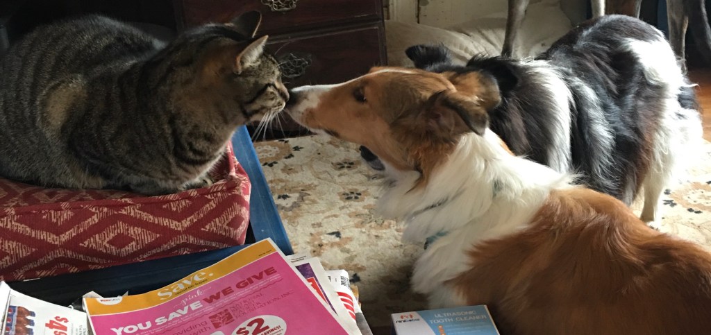 Kitten with the new foster dog.