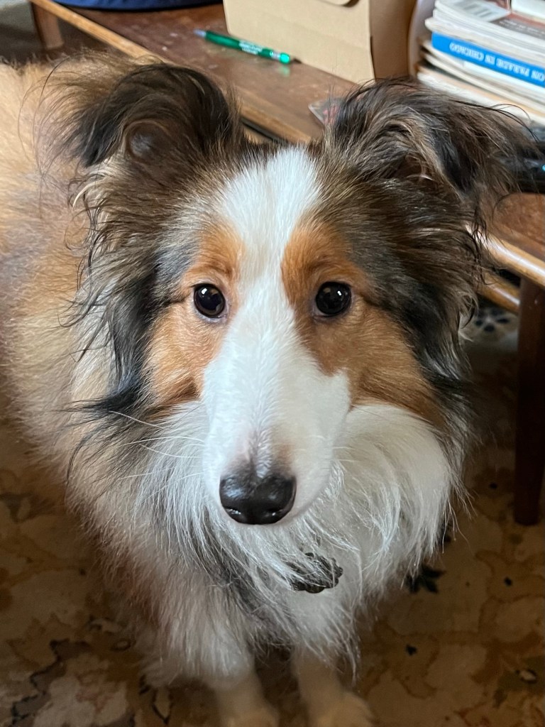 Sheltie pup