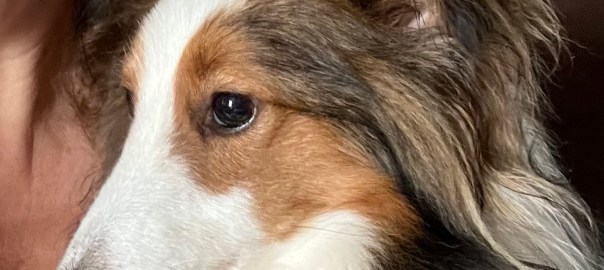 PeeWee the Sheltie